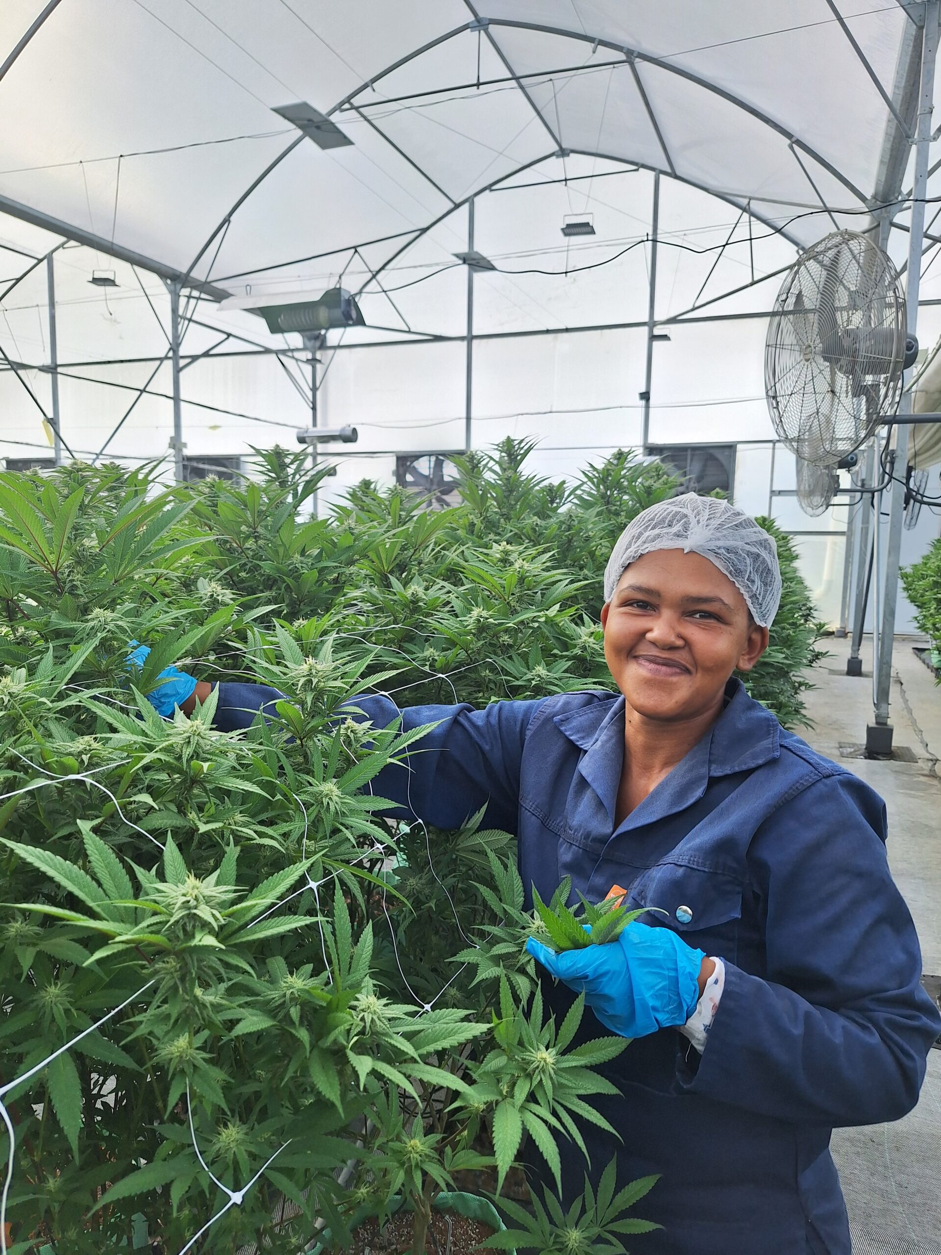 Dwarriega Greens staff tending cannabis plants in the greenhouse